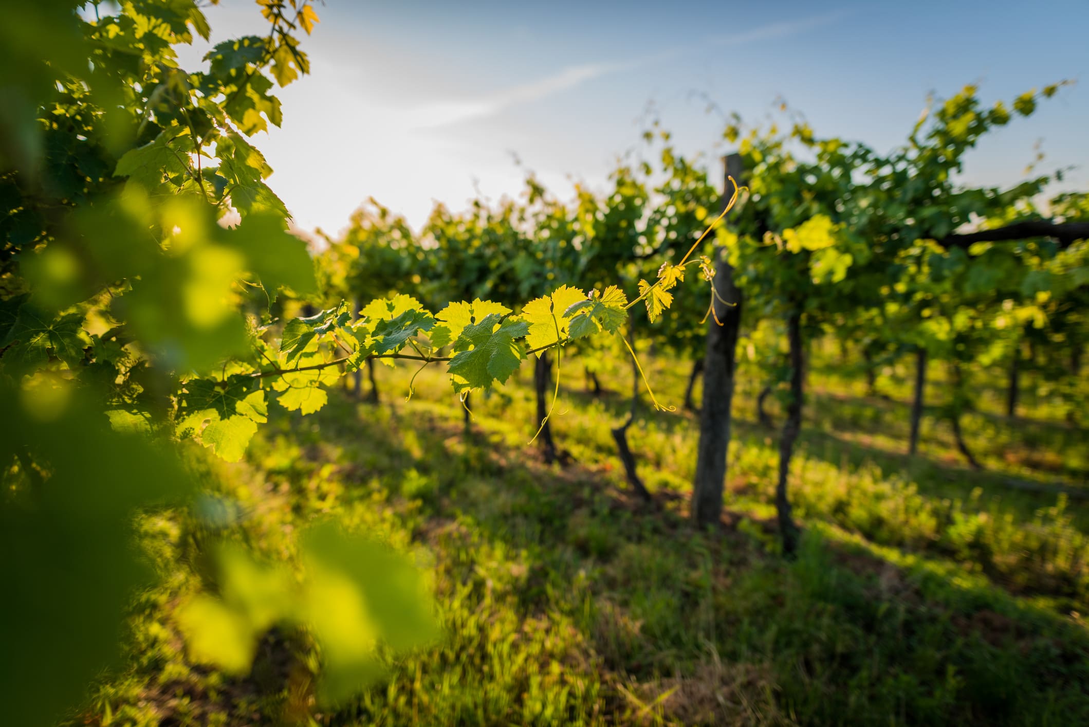 fond paysage vignes